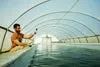Fresh SP2 is Sustainable Spirulina for Sustainable Power, Recovery, and More.
