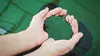 Research: What’s the Deal with Powdered versus Fresh Spirulina?
