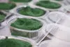 Browse Spirulina Recipes featuring SP2