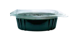 Fresh Frozen Spirulina