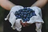 ANTIOXIDANTS