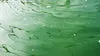 How SP2 Spirulina is Grown